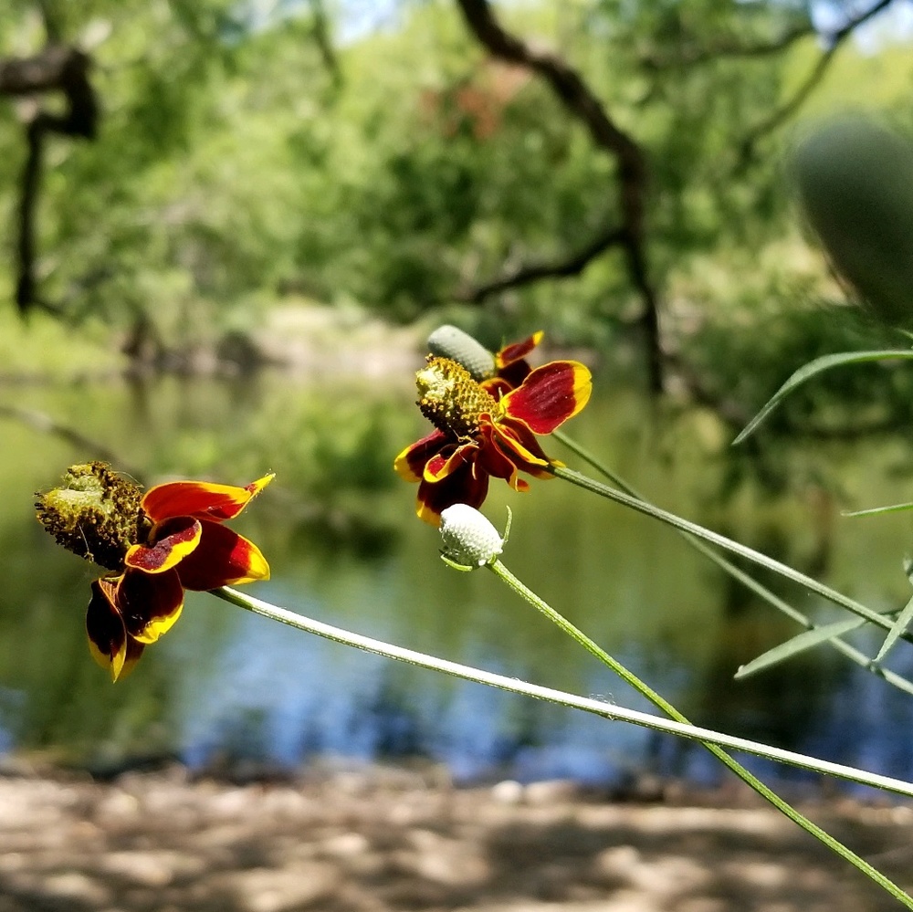 Meet your Posher, Yolanda